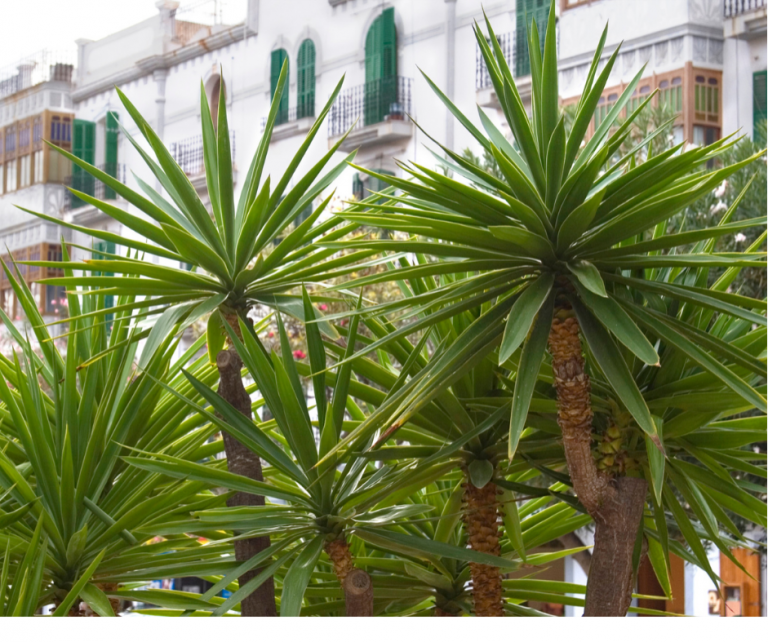 The Best Tropical Plants for a British Garden