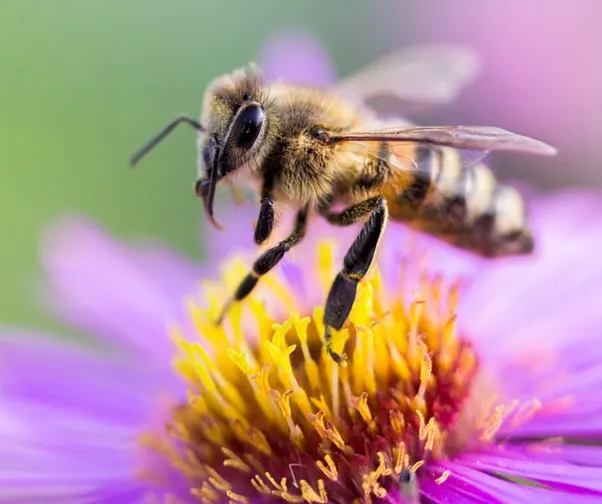 How to Create an Eco-Friendly and Low-Maintenance Garden