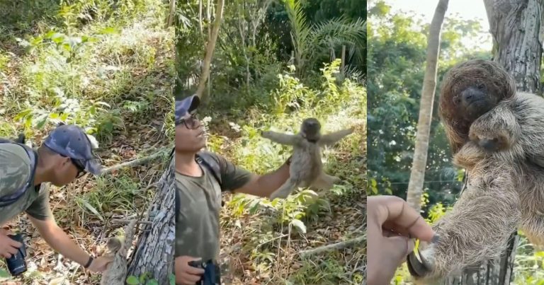 Adorable Moment Photographer Helps Baby Sloth and Mother ‘Thanks Him’
