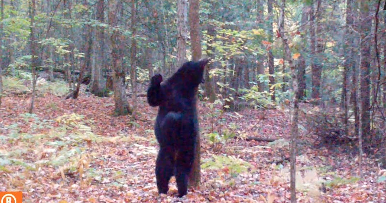 ‘Sexy’ Black Bear Puts on a Show for Trail Camera While Scratching its Back