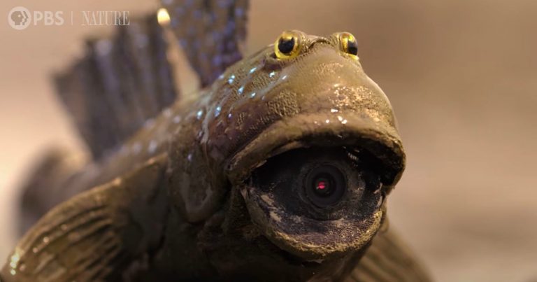 Robot Camera Mudskipper Attempts to Court With Female Mudskipper