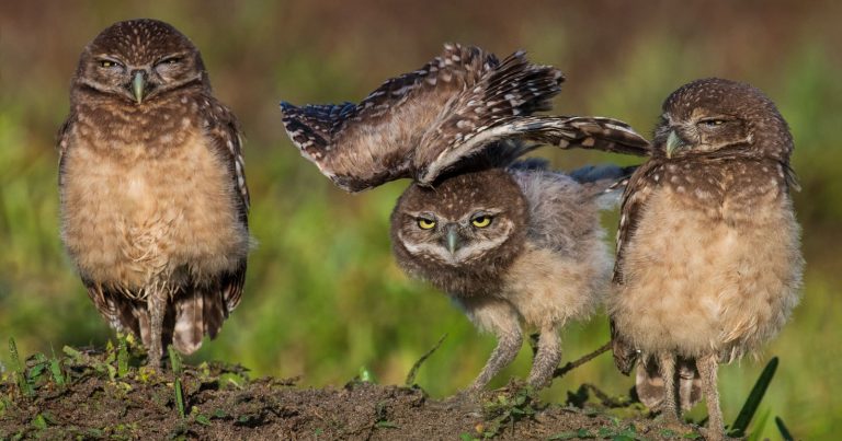 Photos of Florida’s Fight to Protect Threatened Burrowing Owls