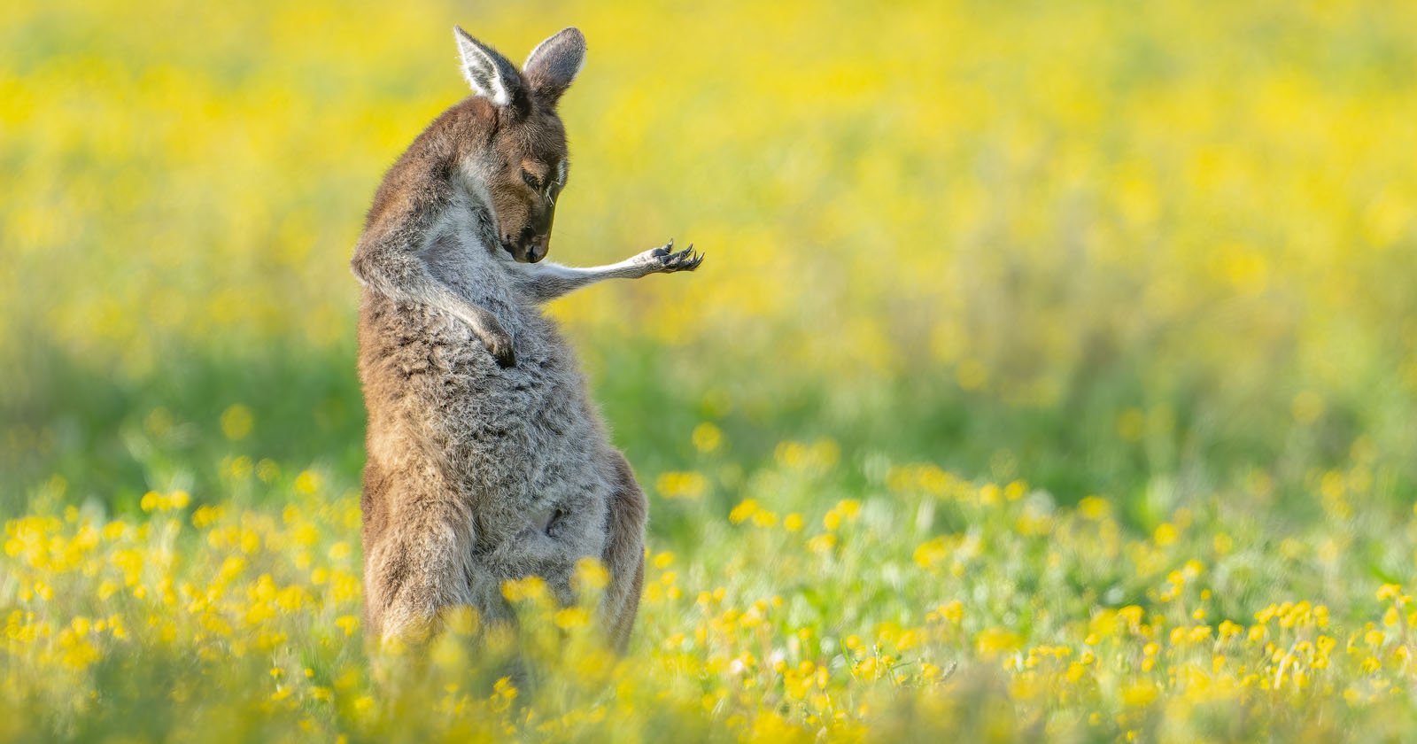 Rockstar ‘Roo Wins Comedy Wildlife Awards With Hilarious Air Guitar Skills