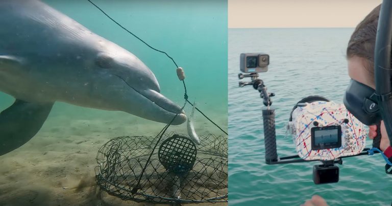 Underwater Cameras Discover How Dolphins Pull Off a ‘Crab Bait Heist’