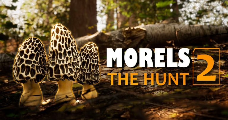 ‘Morels 2’ Combines Mushroom Hunting and Wildlife Photography into One Game