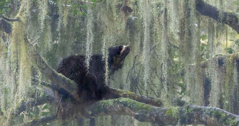 Moody Andean Bear Portrait Wins Nature Photographer of the Year 2023