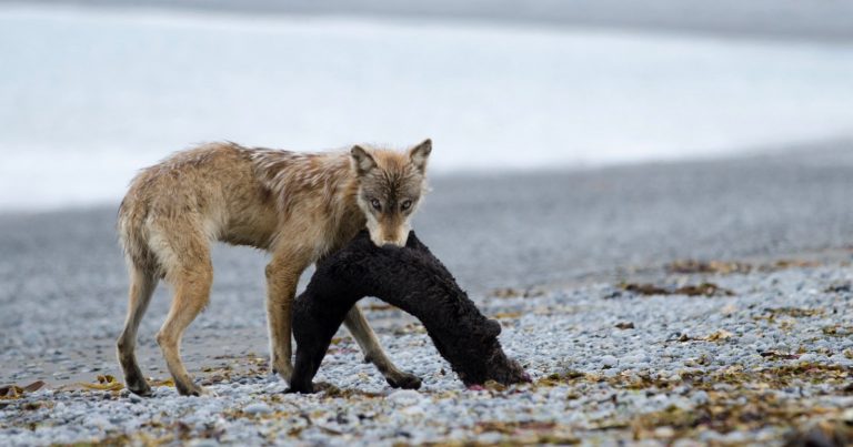 Scientists Reveal First-Ever Footage of Lone Wolf Hunting and Killing a Seal