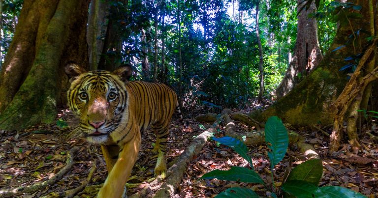 Camera Trap Captures Rare Photos of Critically Endangered Malayan Tiger