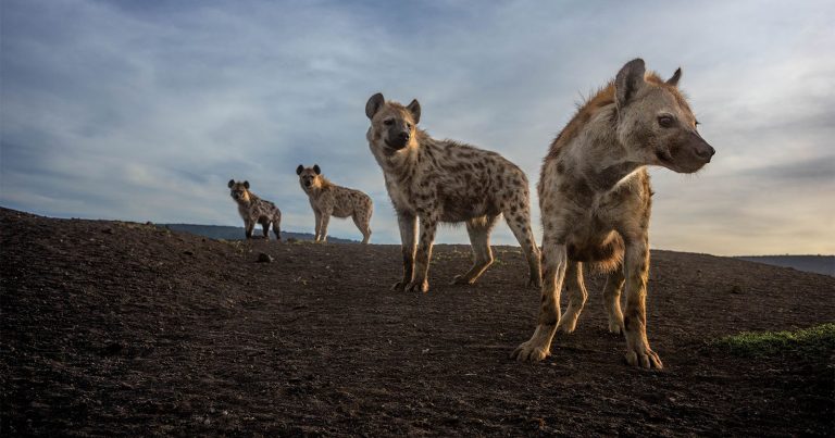 Nat Geo Photo Director’s Thoughts on the 2023 ‘Pictures of the Year’