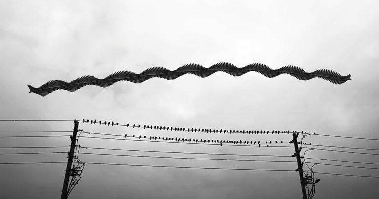 Mesmerizing Photos Reveal the Complex Flight Paths of Birds