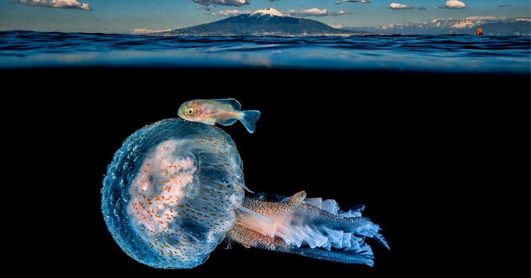 Photo of a Fish Hitching a Ride Wins Underwater Competition