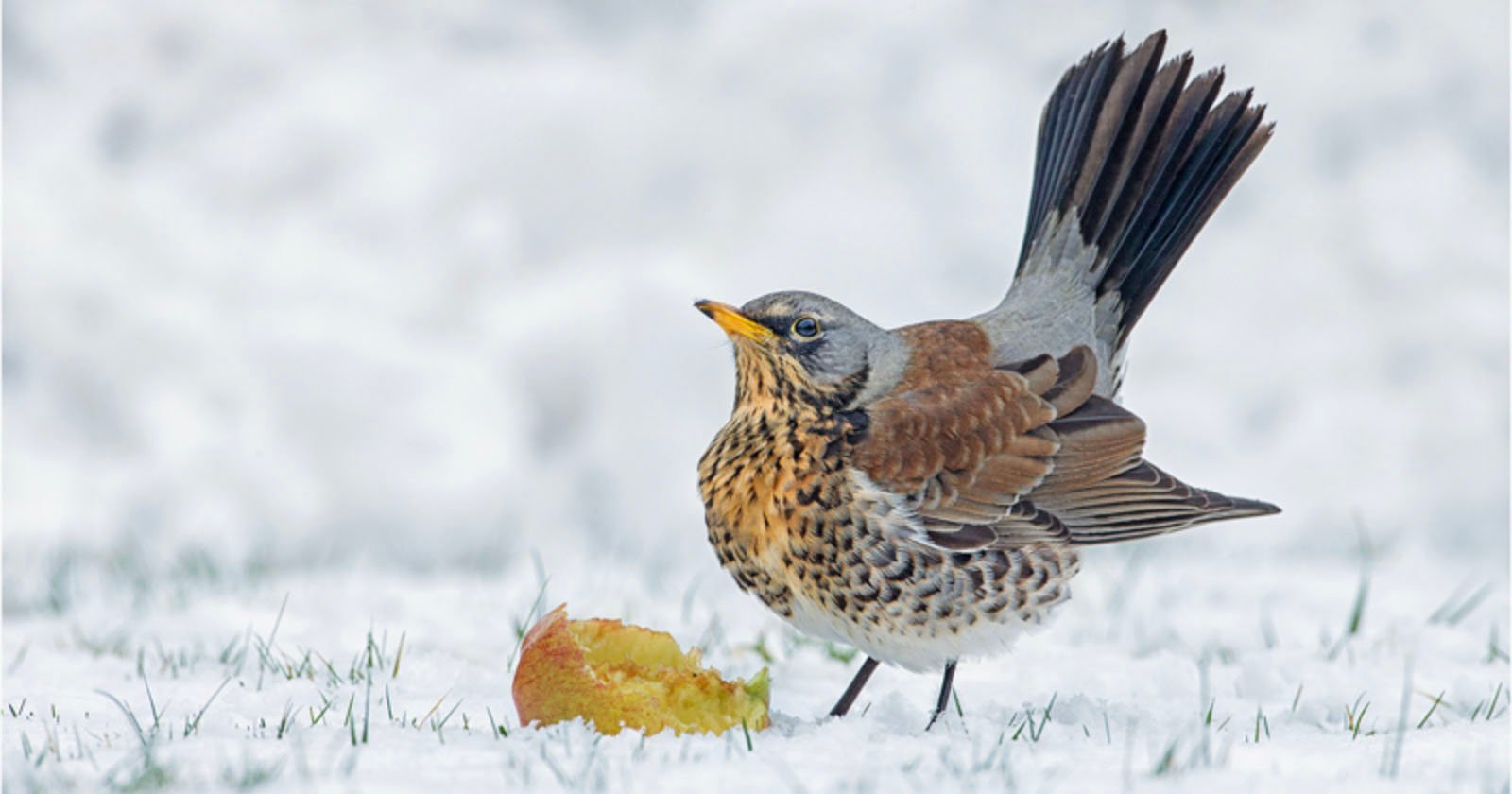 Winners of the 2023 SINWP Bird Photographer of the Year Announced