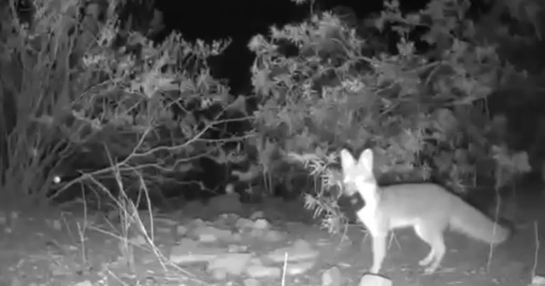 Fox Steals Three Trail Cameras in 10 Minutes