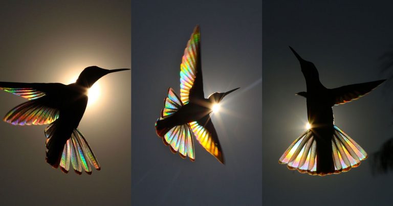 Science Explains The Rainbows That Appear in Hummingbirds’ Wings