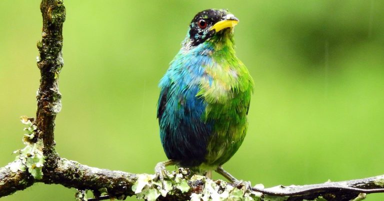 Rare Half-Male, Half-Female Bird is Photographed in Once-in-Century Event