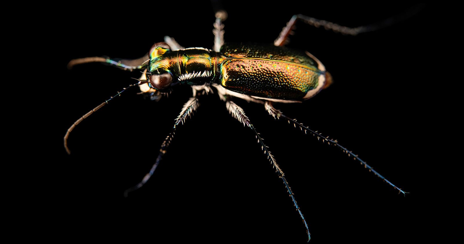 Colorful and Endangered Tiger Beetle is the 15,000th ‘Photo Ark’ Species