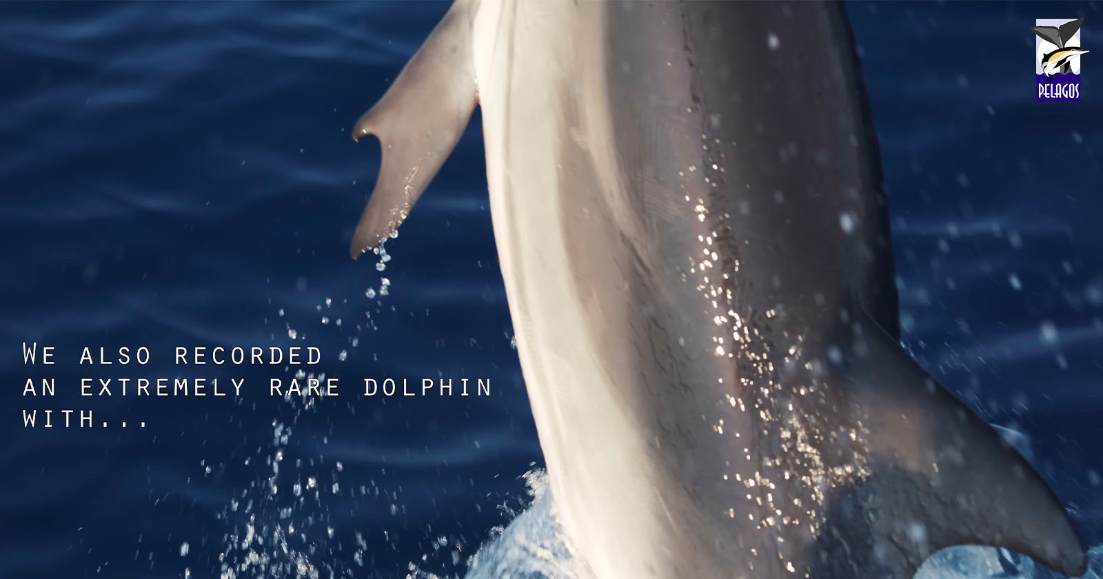 Footage Captures Extremely Rare Dolphin with ‘Thumbs’
