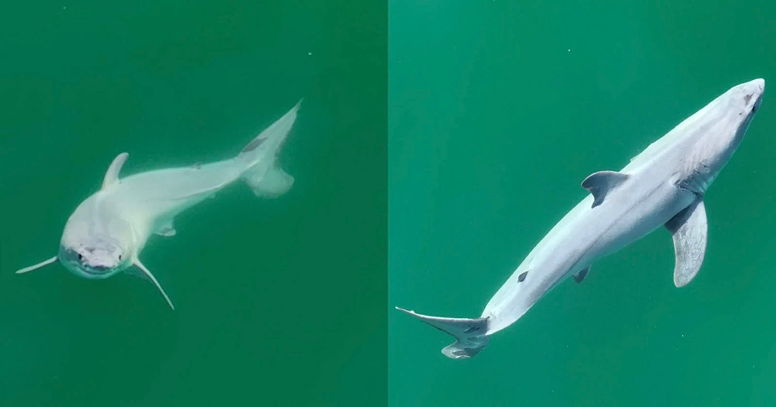 Drone Photographer Captures ‘First-Ever’ Footage of Newborn Great White Shark