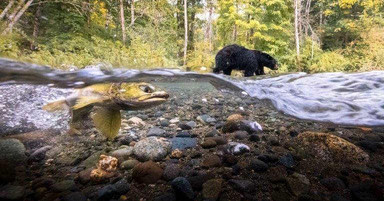 Bear and Salmon Pictured Together in Canada’s Best Nature Photos 2023