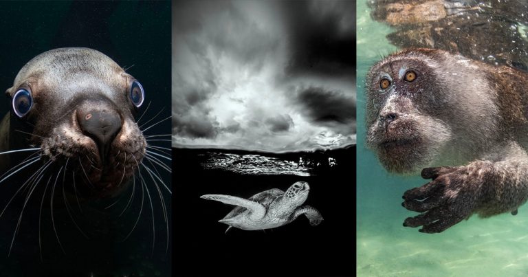 The Awesome Winners of the 2023 Ocean Art Photography Competition