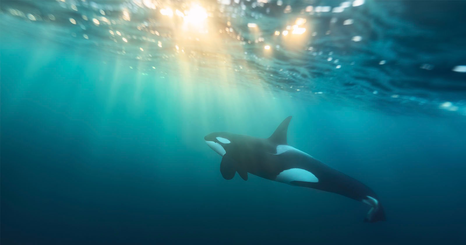 Photographer Captures Rare Photos of Orcas Bathed in Light Rays