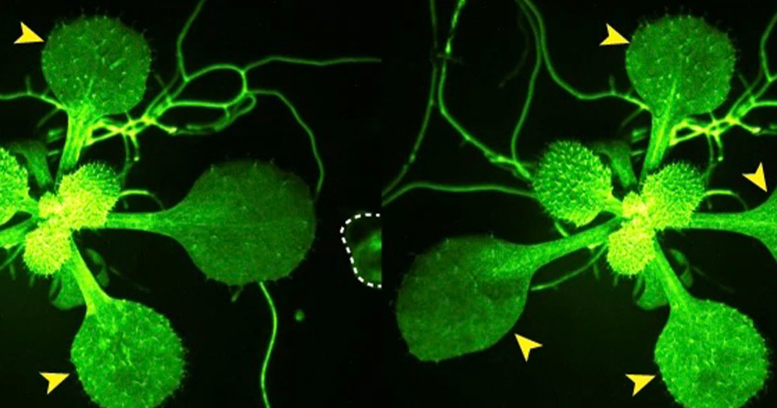 Scientists Film Plants ‘Talking’ to Each Other in Groundbreaking Footage