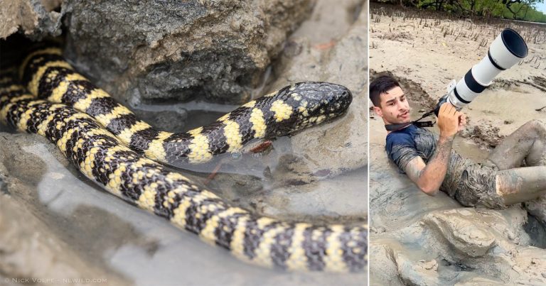 Photographer’s Brush with Ultra-Venomous Snake Caught on Camera