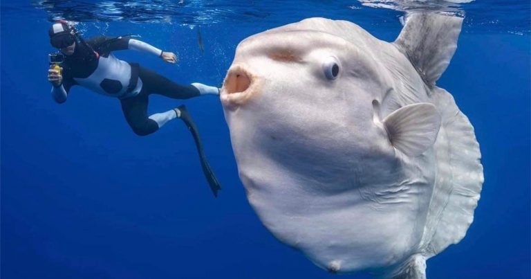 Photographer Encounters Enormous, ‘Alien’ Fish in the Deep Ocean