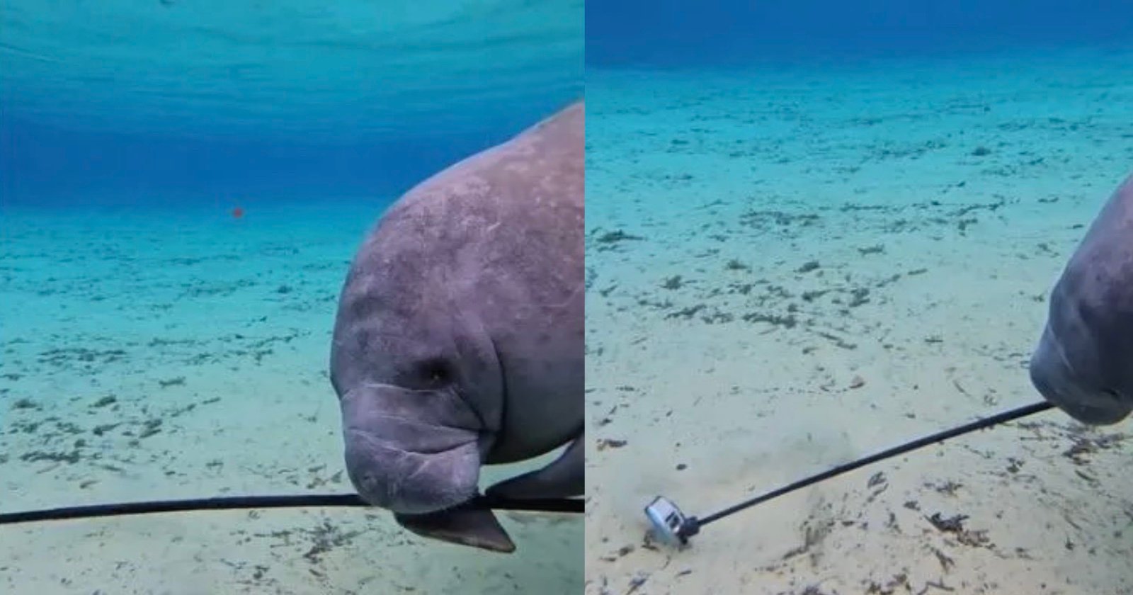 Manatee Takes Diver’s GoPro Camera and Films ‘Shaky and Unwatchable’ Footage