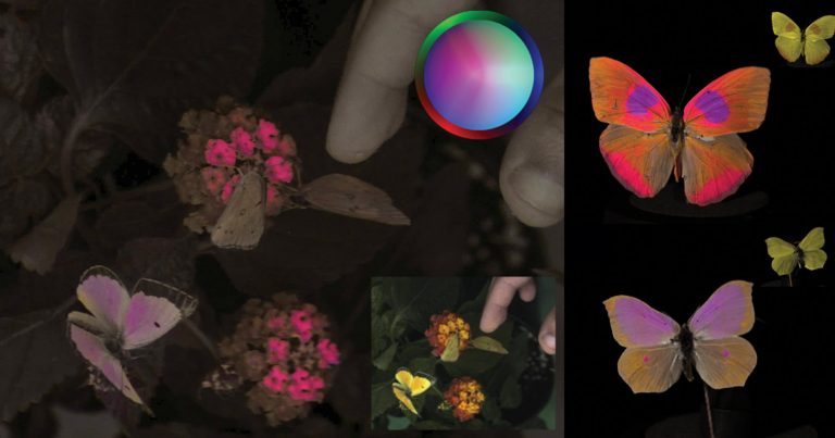 Scientists Create Camera That Shows How Animals See Color