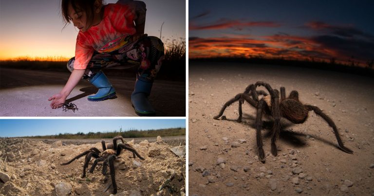 Photographers Celebrate One of Nature’s Most Misunderstood Creatures