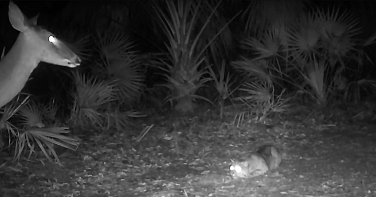 Trail Cam Captures Tiny Bobcat Pouncing on Deer Five Times its Size