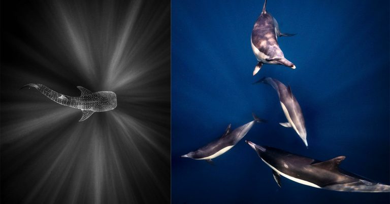 Diving Into Underwater Wildlife Photography with Kristi Odom