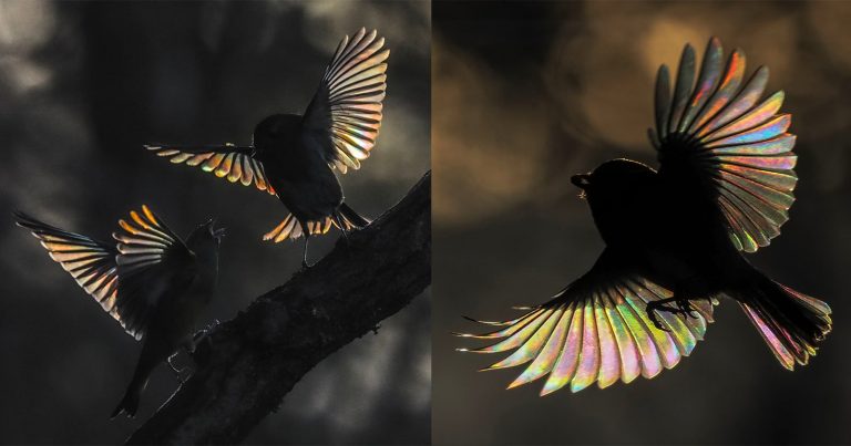 Photographer’s Beautiful Pictures of Rainbows That Appear in Bird Wings