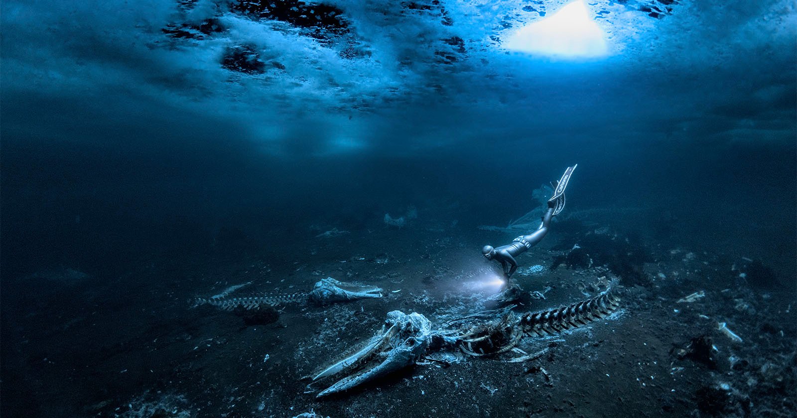 Haunting Image of Whale Skeletons Wins Underwater Photographer of the Year 2024