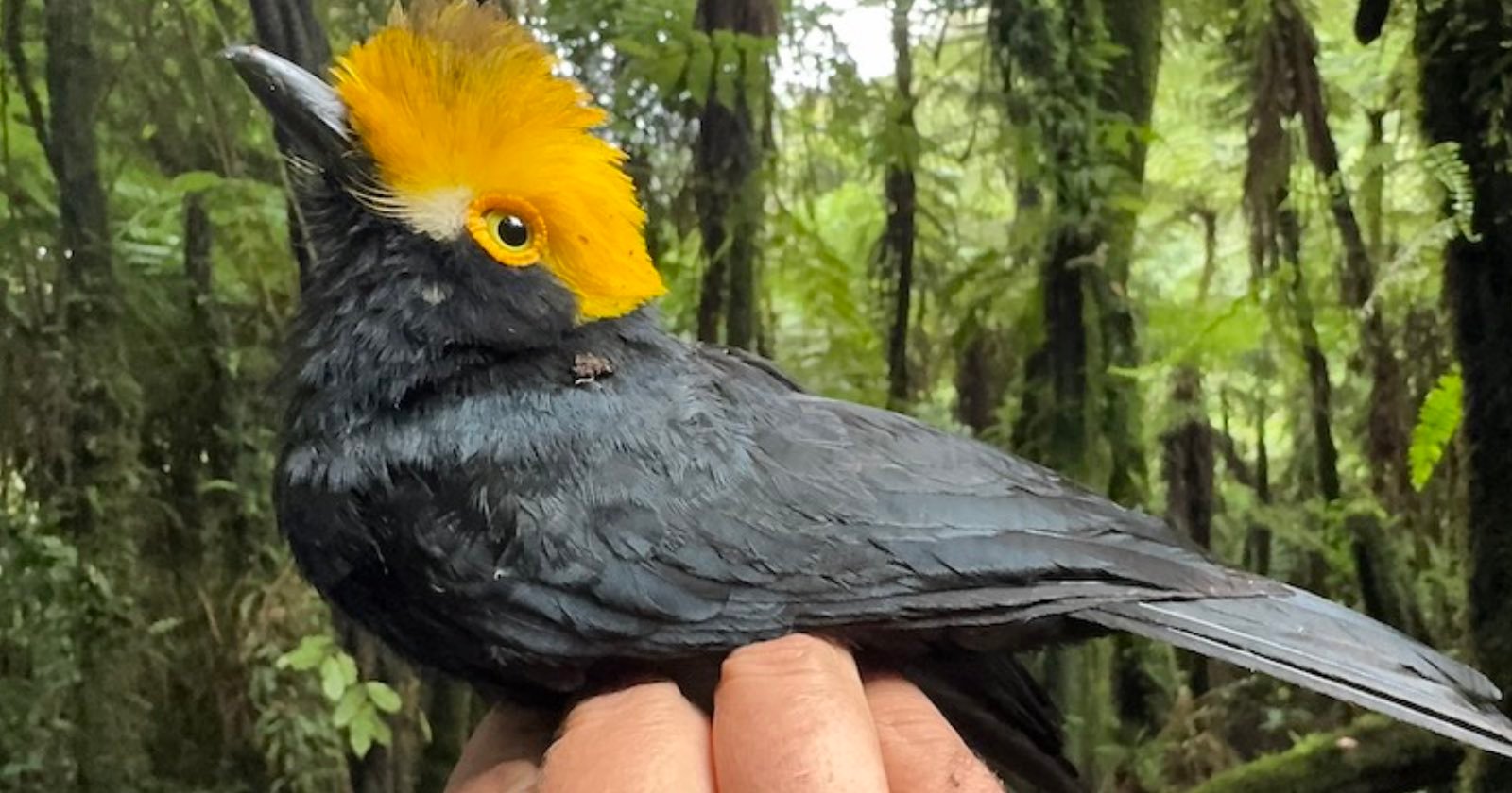 Stunning ‘Lost’ Bird Species is Photographed For First Time Ever