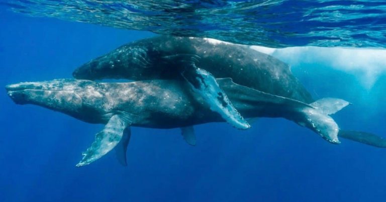 Photographers Document First-Ever Instance of Humpback Whales Mating – And it’s Between Males