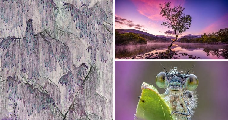 International Garden Photographer of the Year Celebrates Botanical Beauty