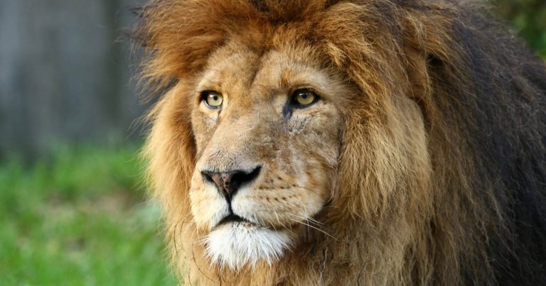 Man Mauled to Death After Trying to Take Selfie With Lion