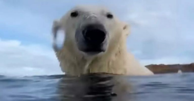 Scientists Attach Cameras to Polar Bears and Discover They’re Starving