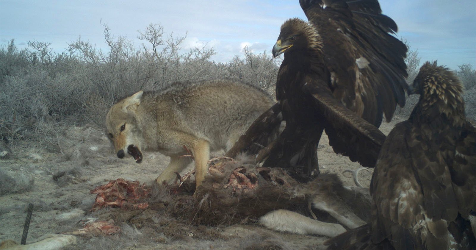 Epic Trail Cam Photos Shows Fight Between Eagles and Coyote