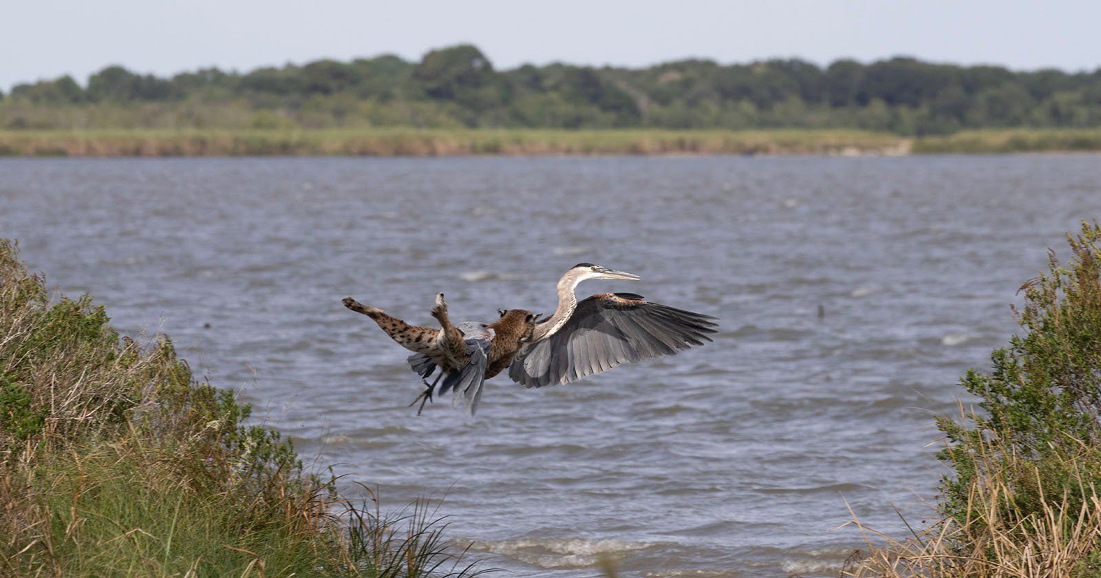 ‘Once in a Lifetime’ Photo of Bobcat Pouncing on Heron Mid-Flight