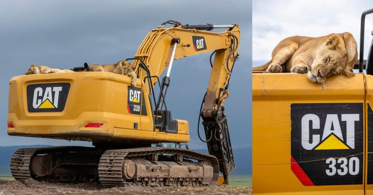 Photographer Captures Big Cats Sleeping on Big CATS