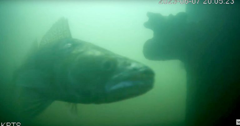 This Underwater Doorbell Camera Lets You Open the Door for Fish