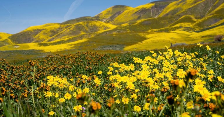 Photographers Should Prepare For Another ‘Impressive’ California Superbloom