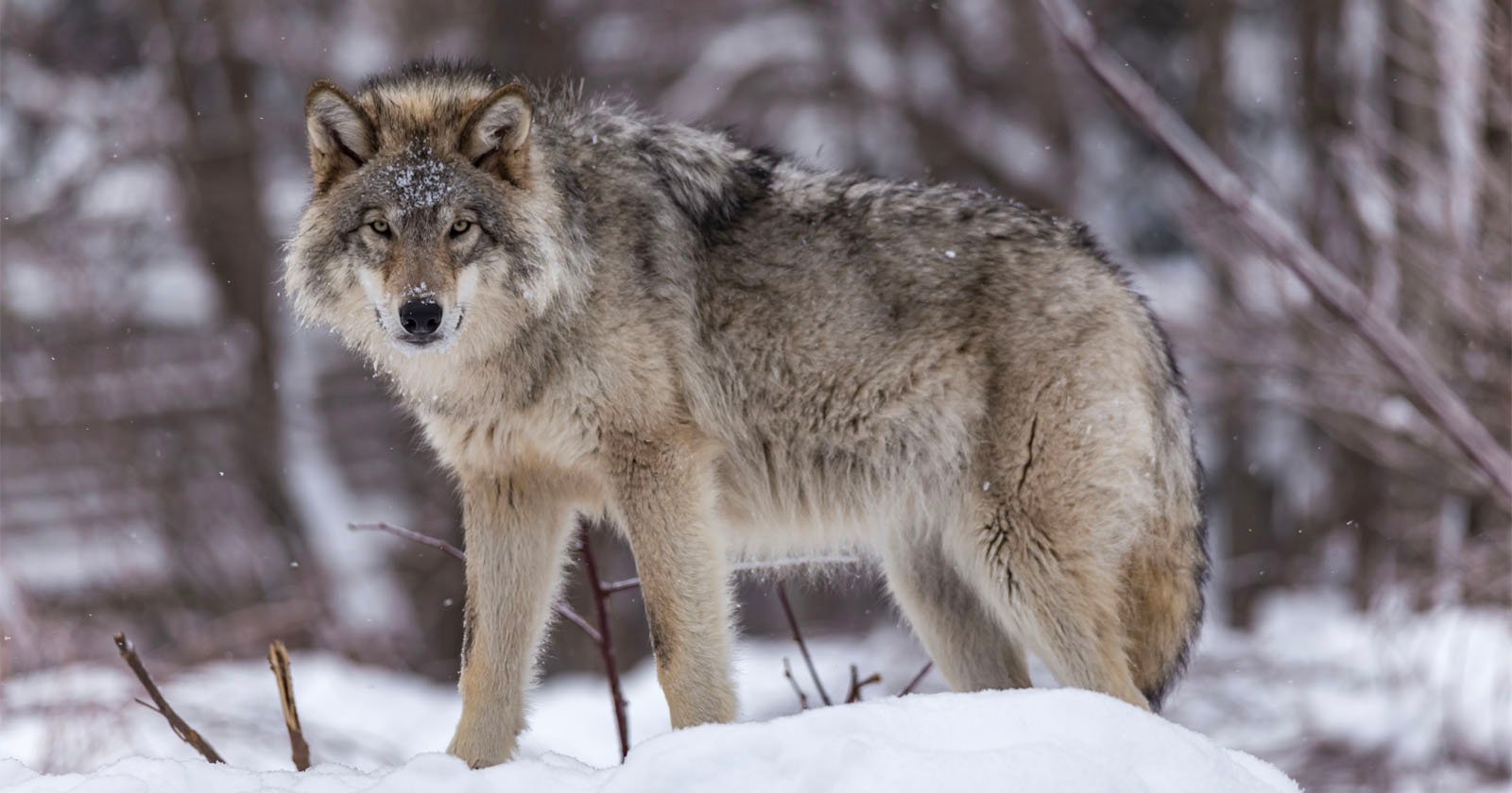 Photos Show How Dramatically Wildlife Behavior Changed During Lockdown