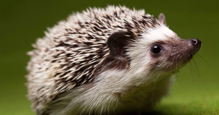 Conservationists Use AI and Photography to Help Hedgehogs