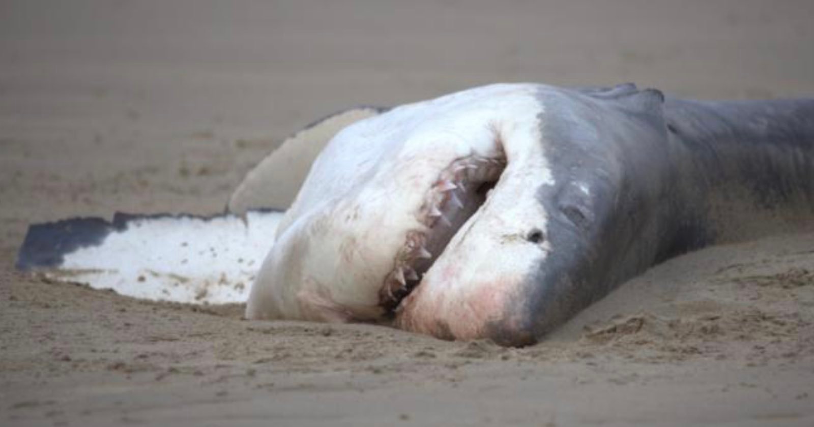 ‘Unprecedented’ Footage Shows Lone Orca Kill Great White Shark in Two Minutes