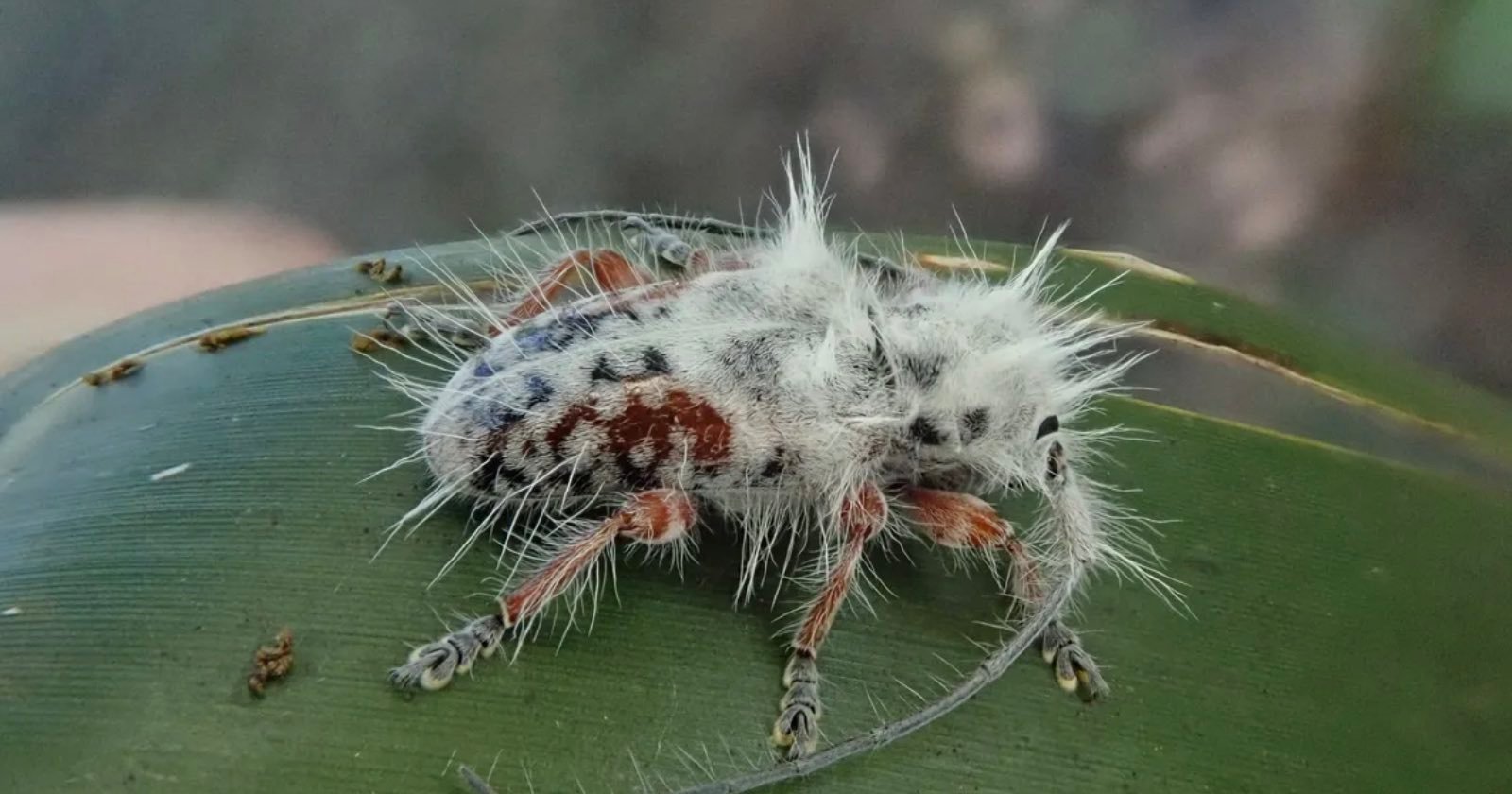 Scientists Photograph New Species of Beetle That Was Mistaken for Bird Poo