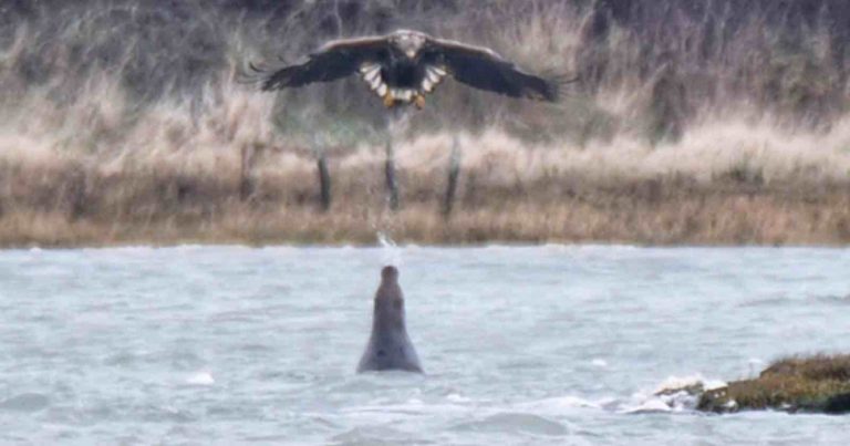 Photographer Captures Seal Spitting at Eagle in Never-Seen-Before Encounter